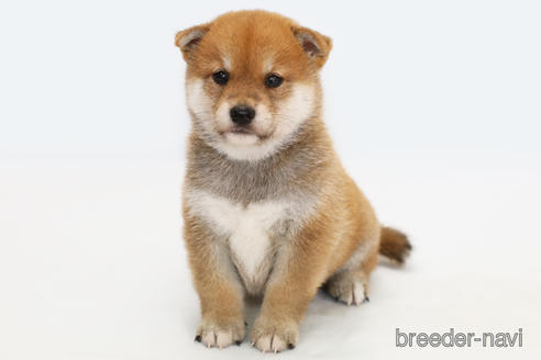 成約済の神奈川県の柴犬-188483の3枚目